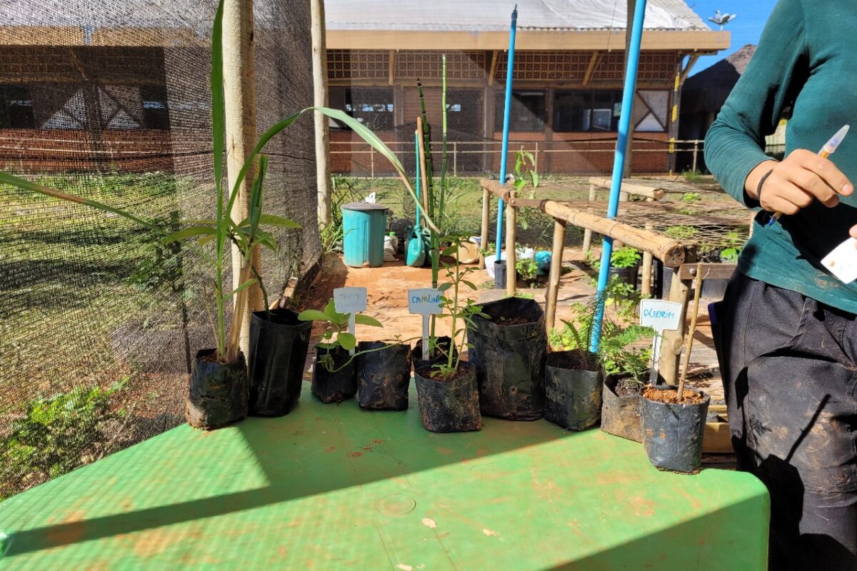 Curso gratuito ensina a comunidade a criar e cuidar de viveiros