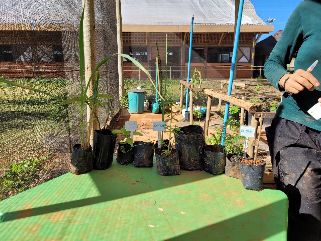 Curso gratuito ensina a comunidade a criar e cuidar de viveiros