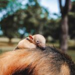 Nascimento de tamanduá-mirim no Zoo reforça engajamento na conservação