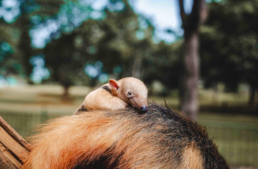 Nascimento de tamanduá-mirim no Zoo…