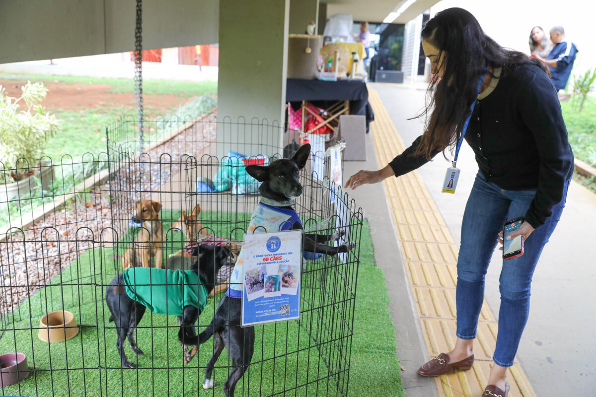 Feira pet incentiva adoção responsável e bem-estar animal no anexo do Palácio do Buriti