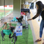 Feira pet incentiva adoção responsável e bem-estar animal no anexo do Palácio do Buriti