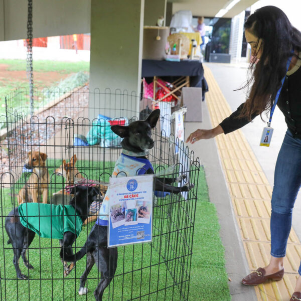 Feira pet incentiva adoção responsável e bem-estar animal…