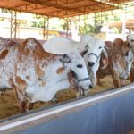 Primeiros animais chegam à Expoabra 2025 e passam por adaptação para a feira
