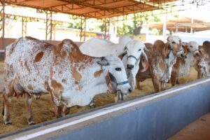 Primeiros animais chegam à Expoabra 2025 e passam…
