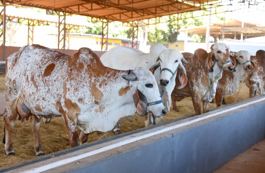 Primeiros animais chegam à Expoabra 2025…