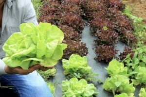 Projeto Mulheres no Campo abre 100 vagas